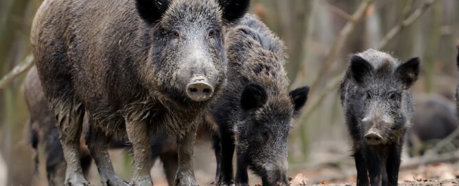 Wild pig