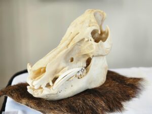 Wild pig skull