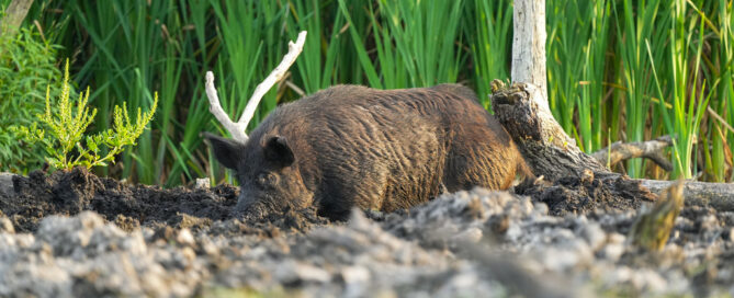 Image of a wild pig wallowing in mud.