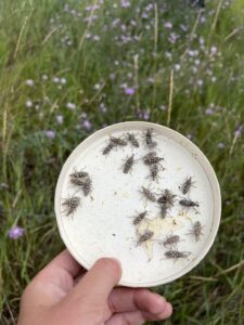 Root weevils
