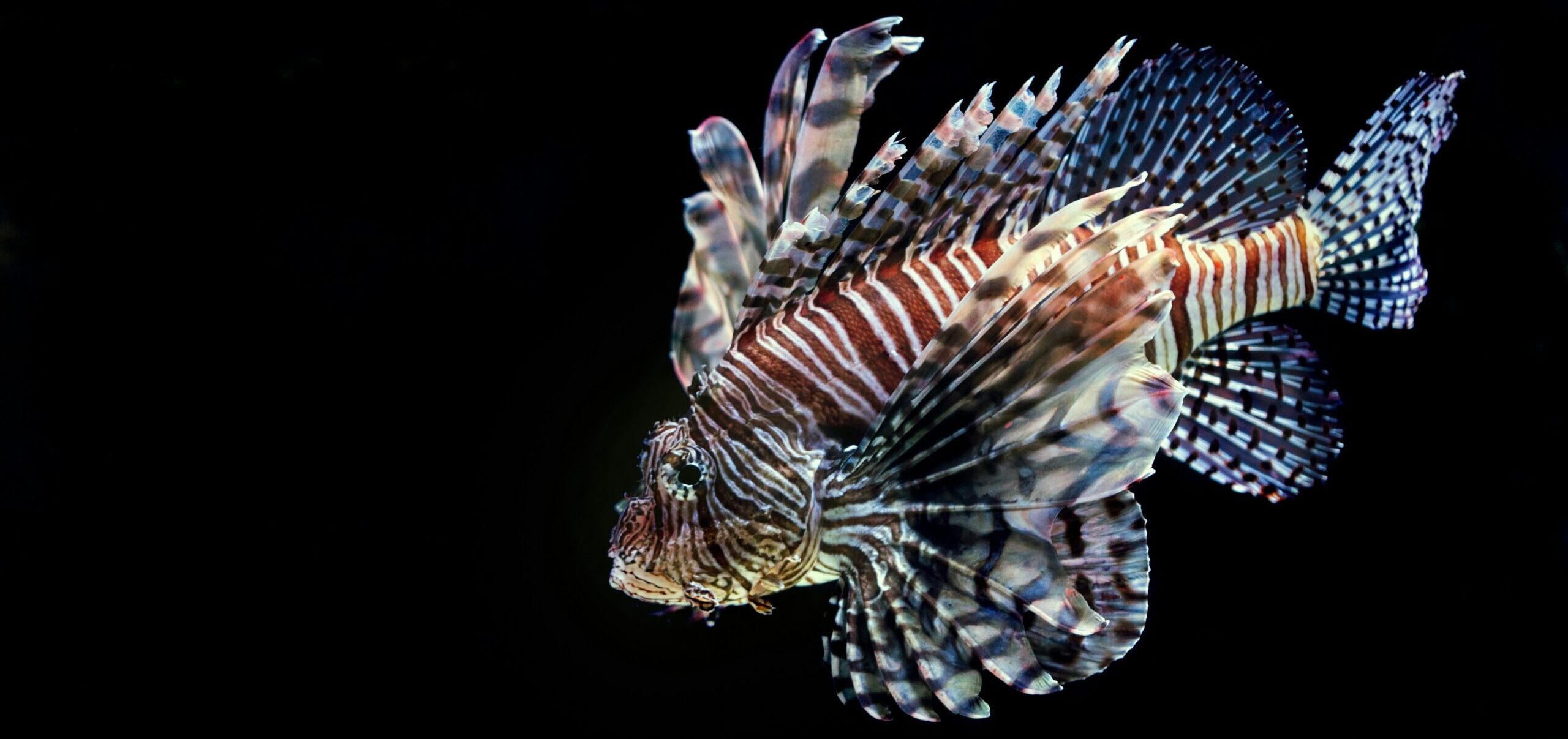Lionfish (Pterois) are invasive in the Mediterranean and Caribbean Seas, Gulf of Mexico and Eastern Seaboard of the US.