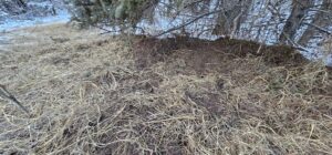 Wild pig bedding made up of straw and grass. Image by Squeal on Pigs Manitoba.