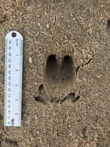 Wild Pig Track