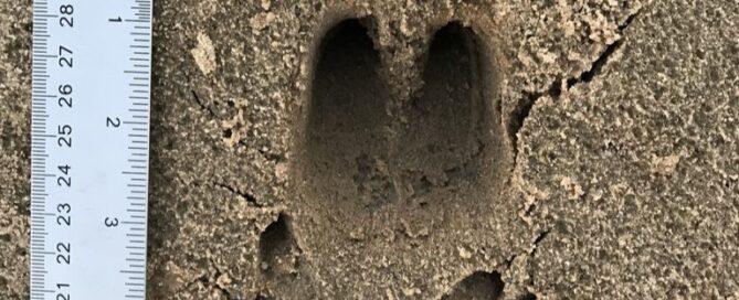 Wild Pig Track