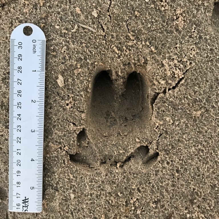 Wild Pig Track