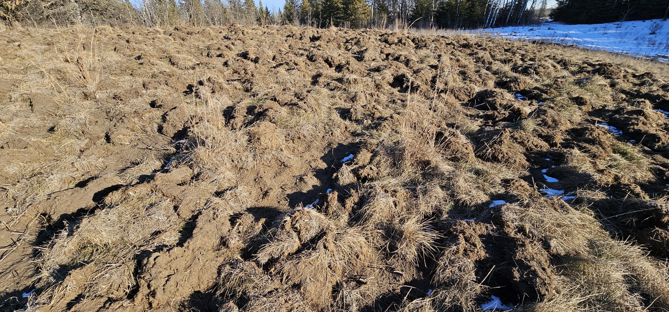 Rooting Damage