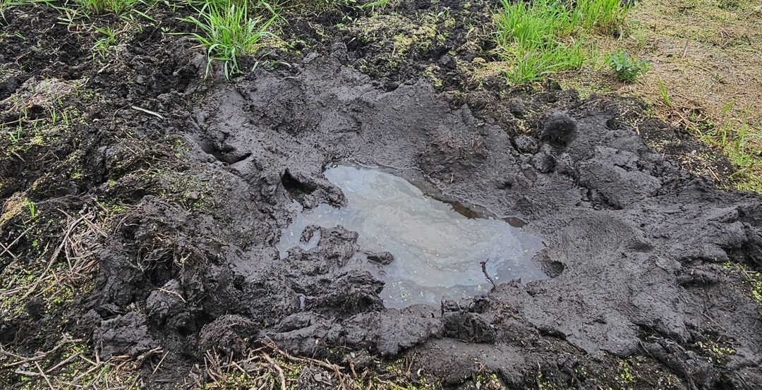 Wil Pig Wallow