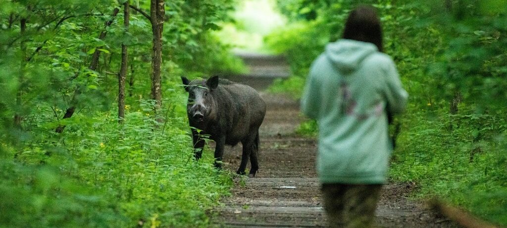 Encounter with a Wild Pig