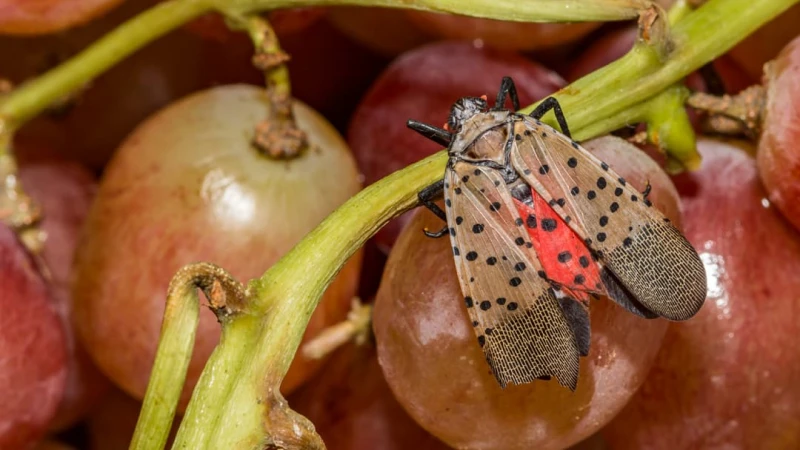 spotted lanternfly on a grape