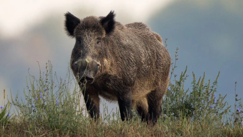 wildboar in a meadow