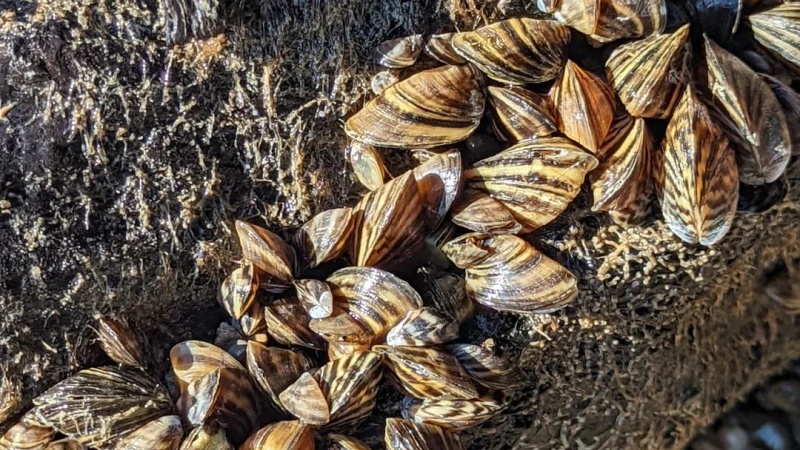 zebramussels on a rock
