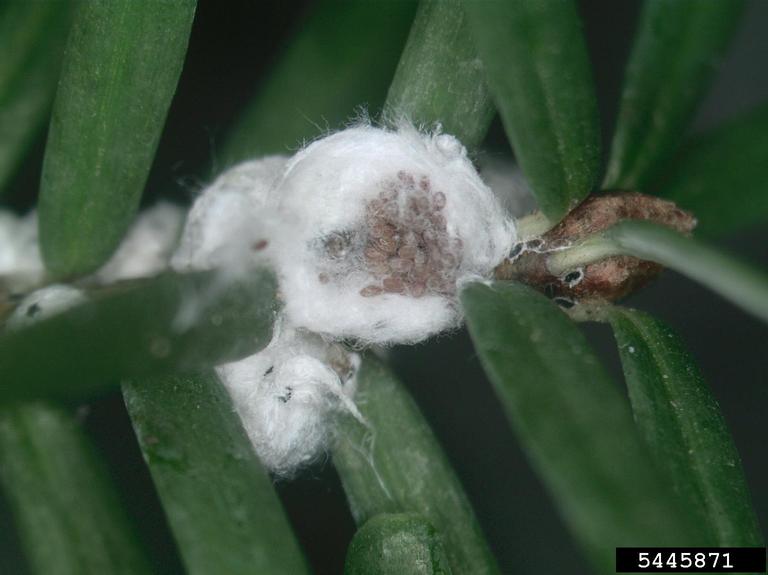 Hemlock Woolly Adelgid Eggs