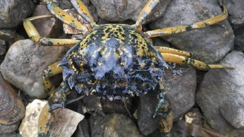 European Green Crab