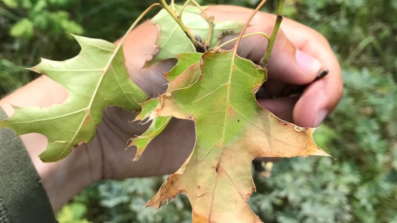 Oak Wilt