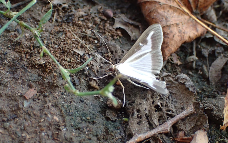 Box tree moth