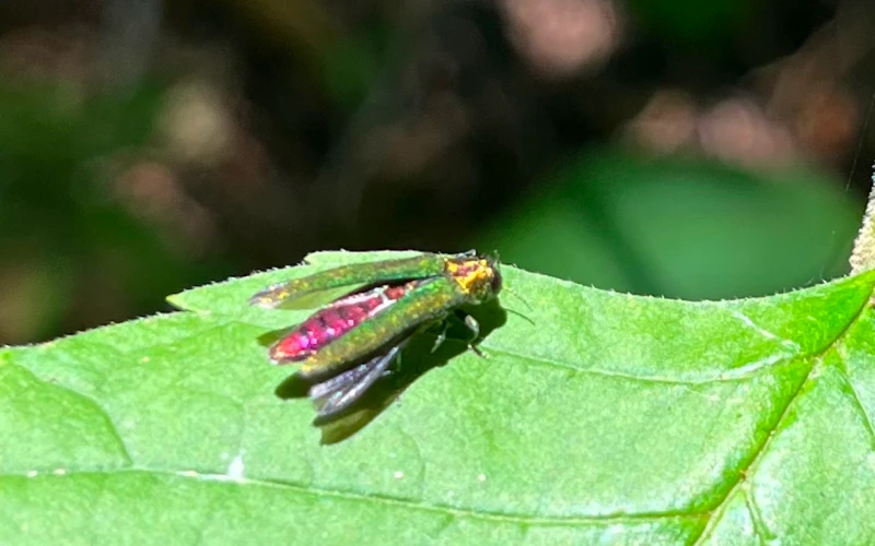 Emerald Ash Borer on a leaf