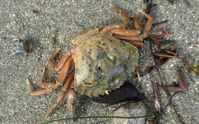 European green crab on beach