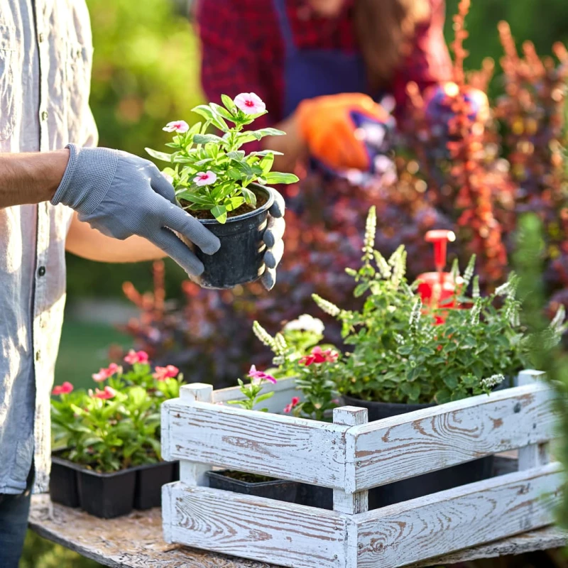 Plants in a wooden crate