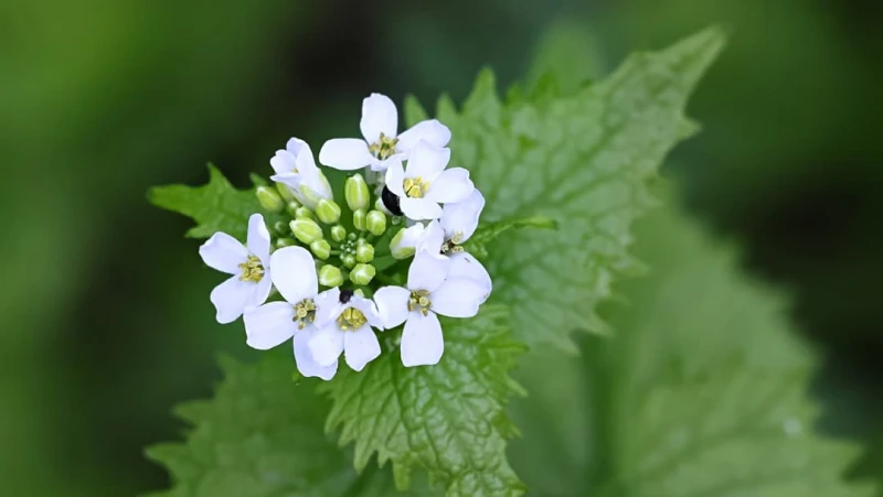 Garlic Mustard Plant