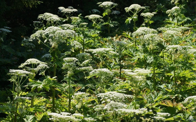 Giant Hogweed