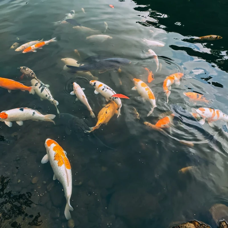 Goldfish in a pond