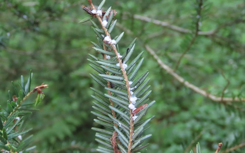 Hemlock Woolly Adelgid