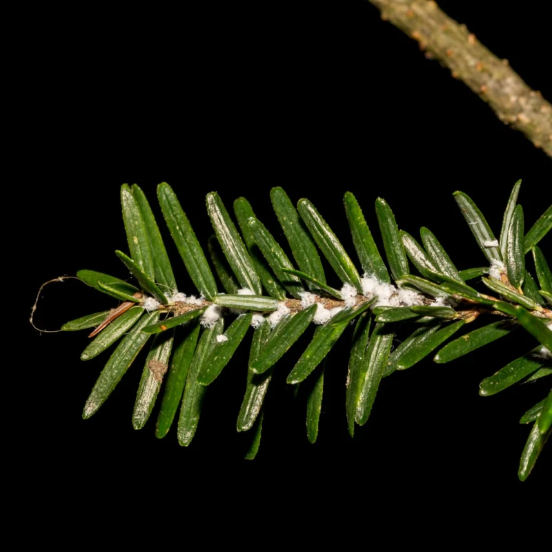 Hemlock Woolly Adelgid