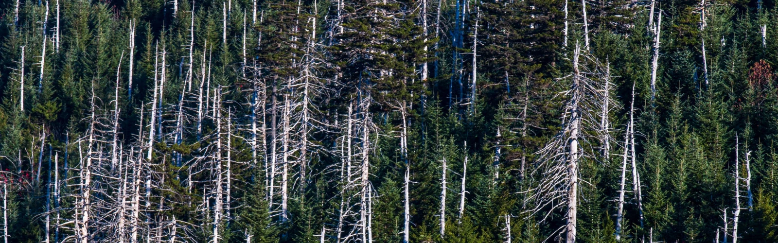 Hemlock Wooly Adelgid (Adelges tsugae)