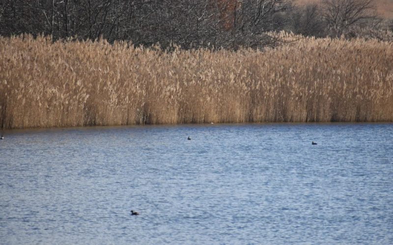 Phragmites along the waters edge