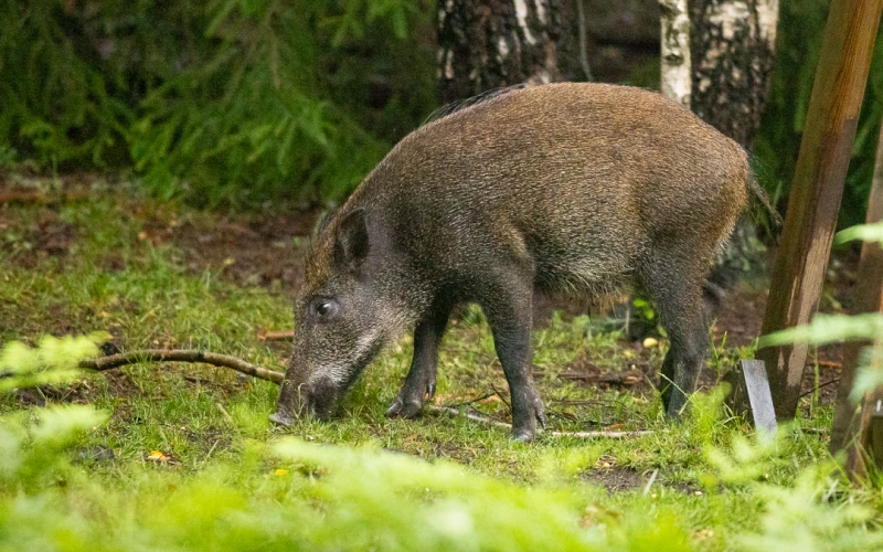 Wild pig foraging