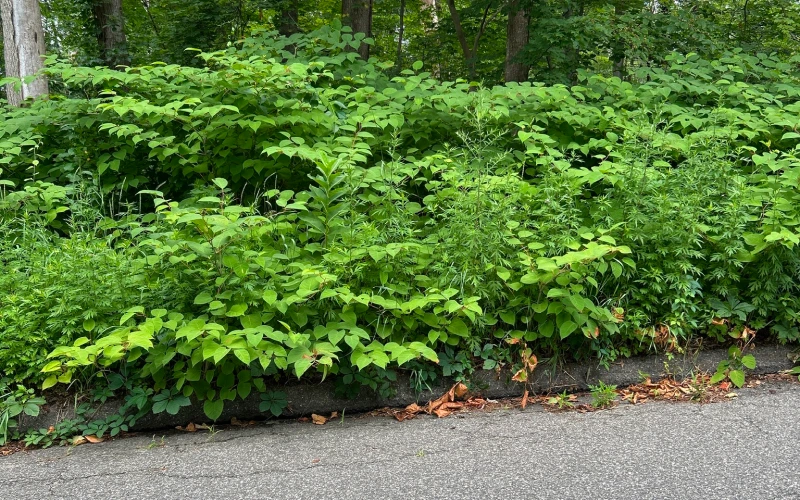 Japanese Knotweed bush