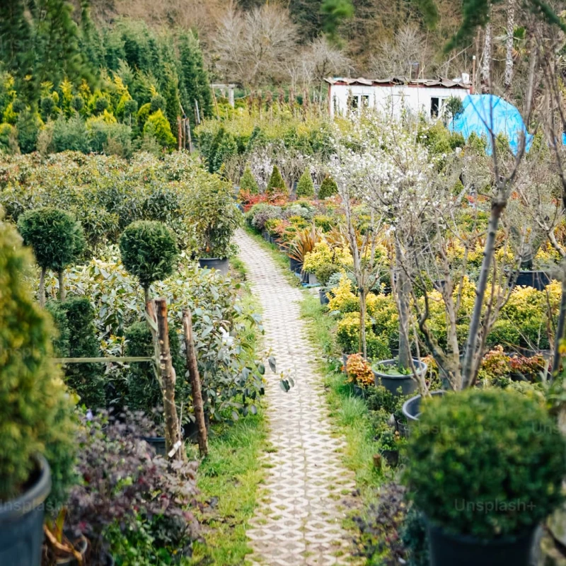 path surrounded by a garden