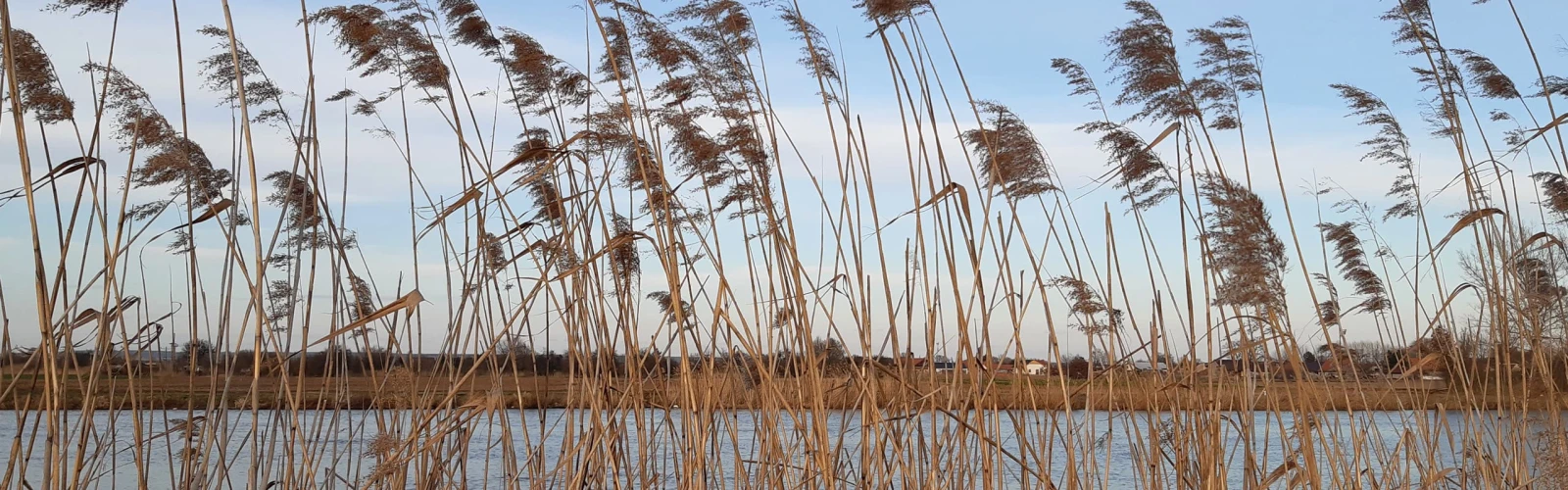 Phragmites