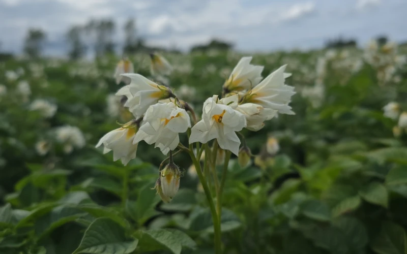 Potato wart