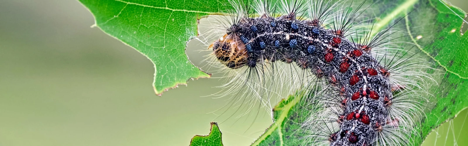 Spongy Moth on a leaf
