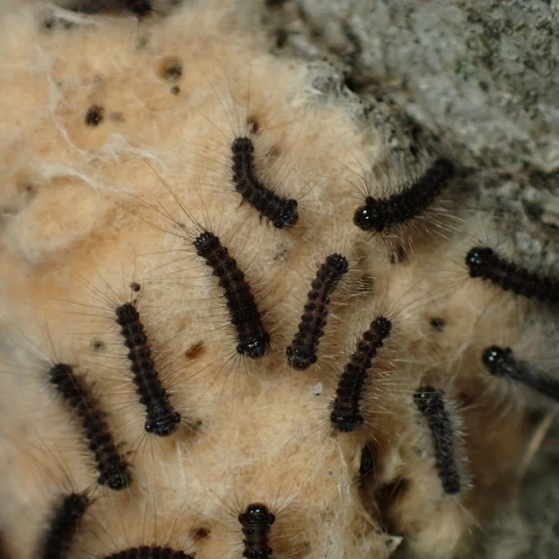 Spongy moth larvae close up