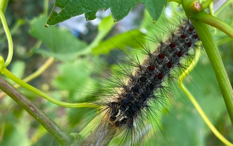 Spongy Moth on a branch