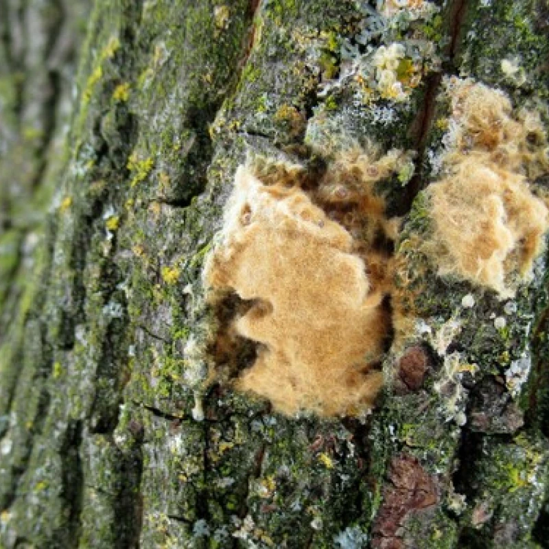 Spongy moth egg mass on tree