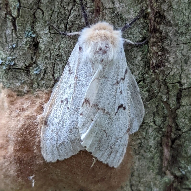 Female spongy moth