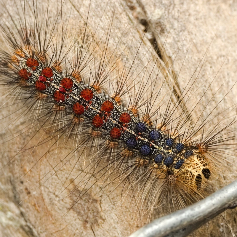 Spongy moth larvae in the later stages