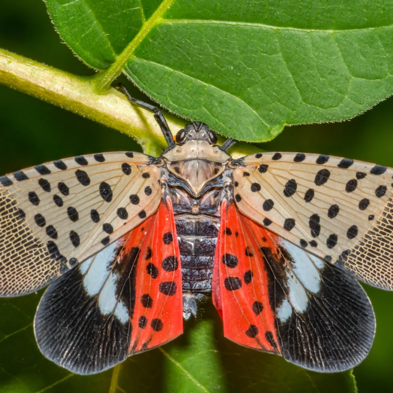 Adult sized spotted lantern fly