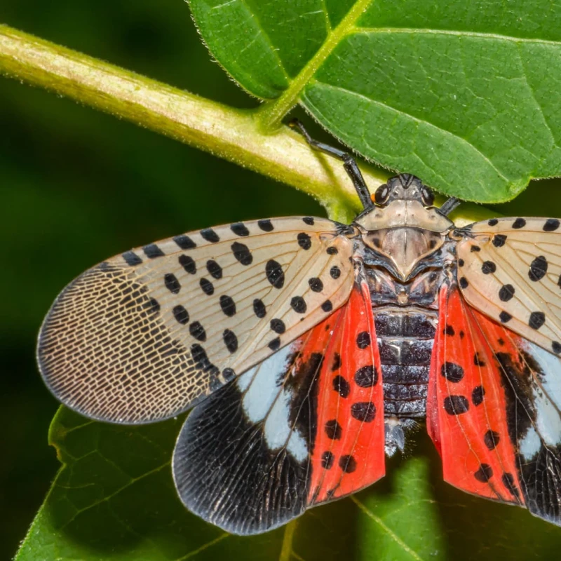 Spotted Lanternfly on a branch