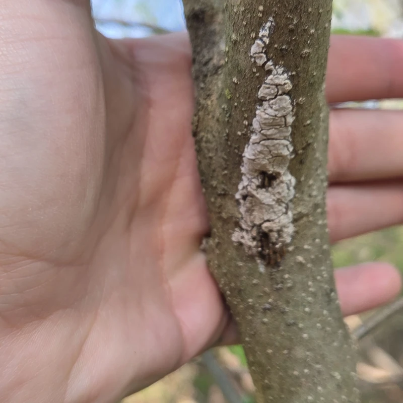 Spotted lanternfly eggs on a branch with hand behind it