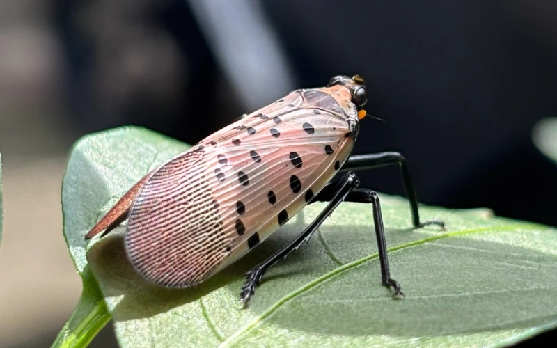 Spotted Lanternfly on leaf