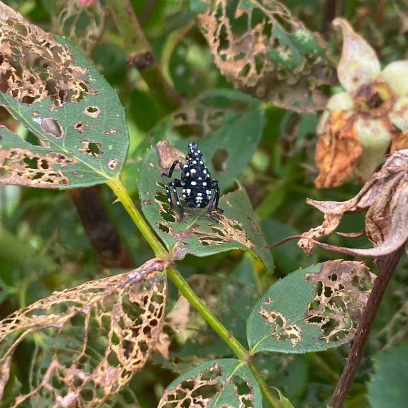Spotted lanternfly on leaves filled with holes