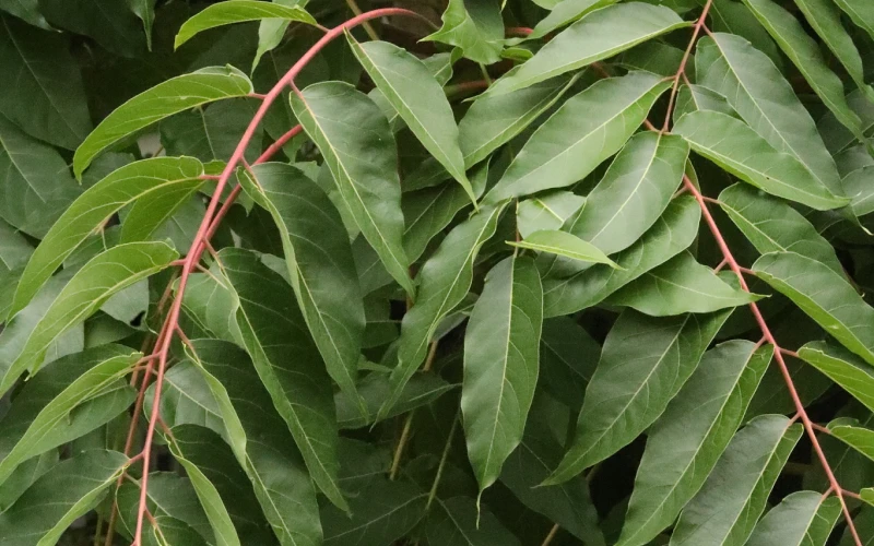 Tree of heaven