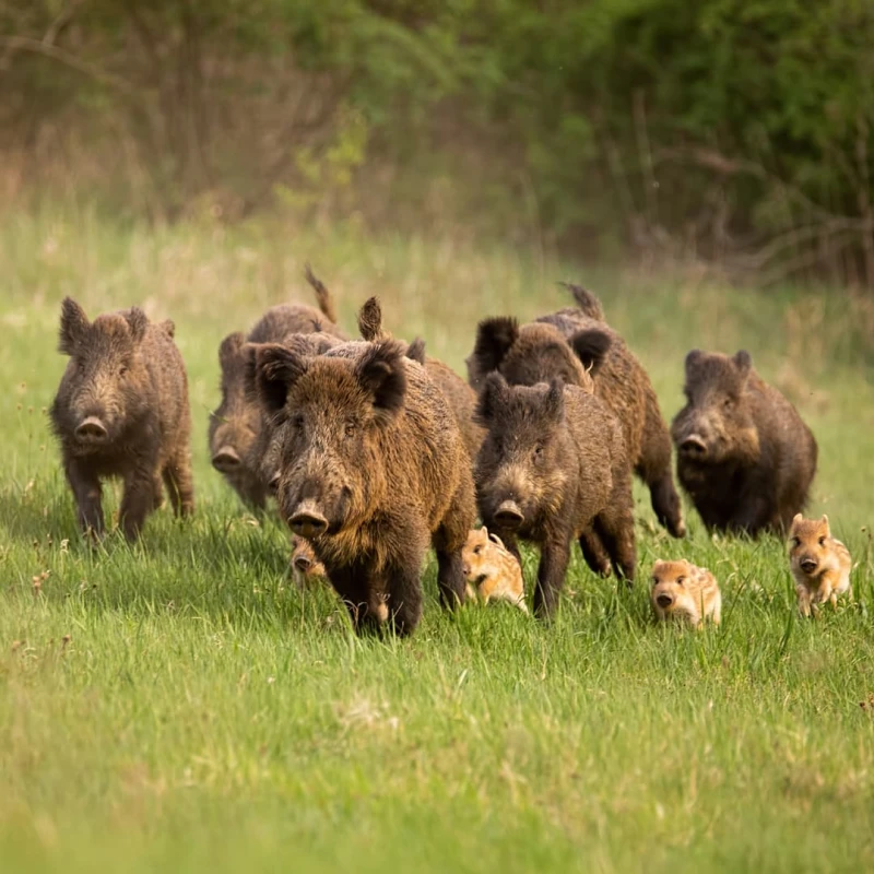 Invasive Wild Pigs running through a field