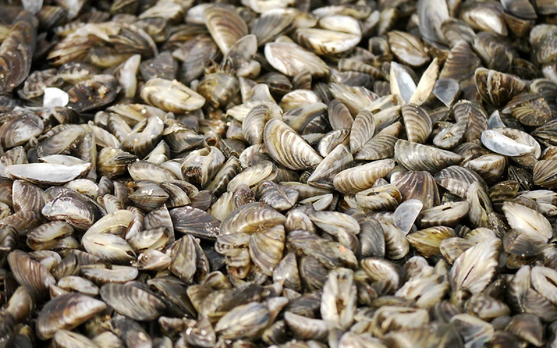 Zebra mussels