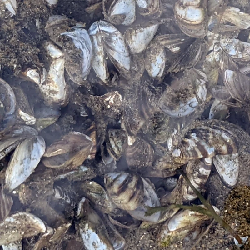 Zebra Mussels under water