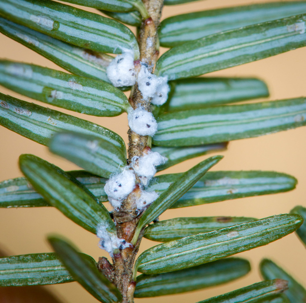 Hemlock woolly adelgid adult